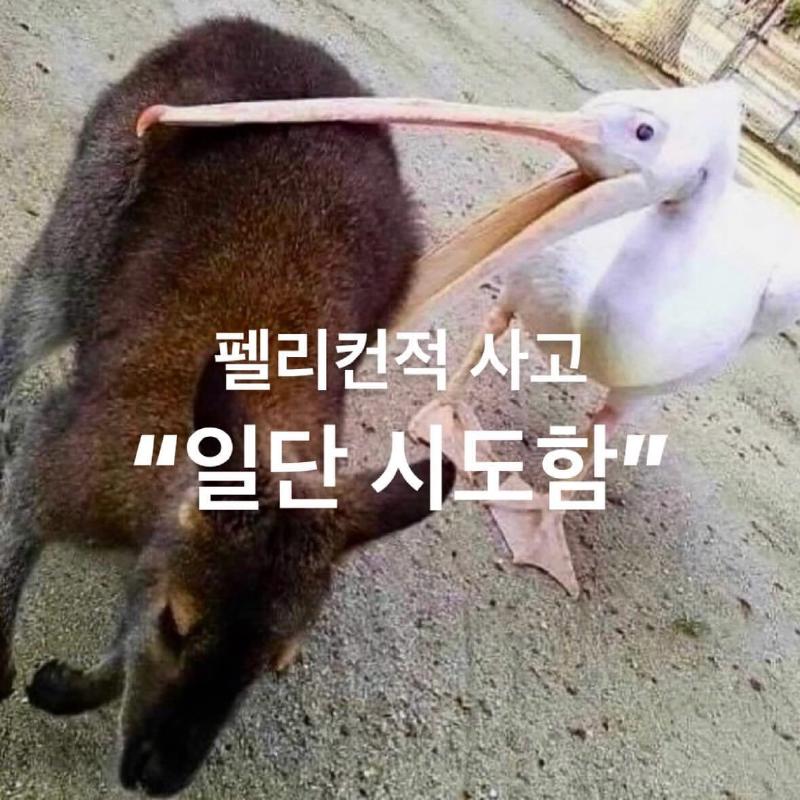펠리칸적 사고 &ldquo;일단 시도함&rdquo; <출처: X>